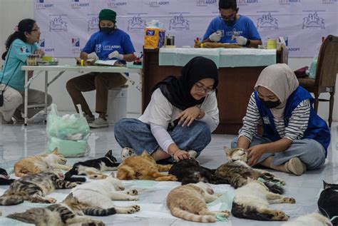 twittTerR NgewE JiLbAb tabung biaya kucing serta lapisi knalpot keramik sumber inspirasi pilihan tepat image 1