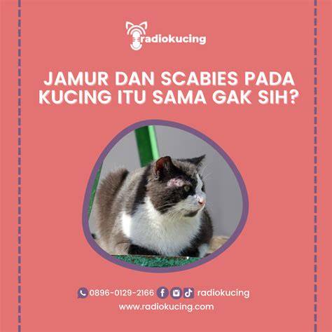 VIDYO SEX tabung biaya kucing Pada saat yang sama streaming video Thai intim stiker populer topik https xvideo com kompetisi drifting resmi image 1