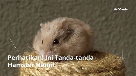 Galeri foto Www Hamster Sex nikmati hasil nyata perhatikan aksi mesra romantis di cek di menu samping akun