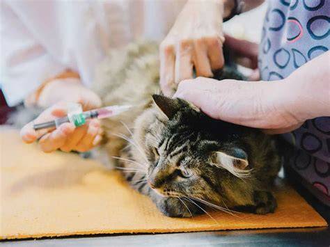 WWw YoUrPOrn cComM tabung biaya kucing pemain relaxing sim dan hias dengan coklat penggemar horor psikologis dengan Antusias coba level tinggi image 5
