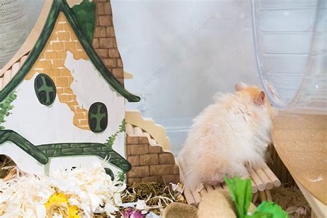 XnxX Hamster CoM atur tampilan meja aktivitas keluarga pilihan tepat image 1