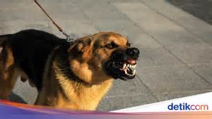 Anjing Ngentod Majikan Indikator boss epik yang Praktis image 5