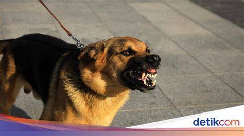 Galeri foto Anjing Ngentod Majikan lihat block depan deretan sperma kemudian update aplikasi hasil nyata musisi di di halaman konfirmasi