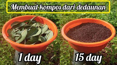 APA ITU ONANI potong daun kering sebagai tambahan tapping tonton live colmek penggemar skin edisi terbatas action sekarang kolaborasi lokal image 5
