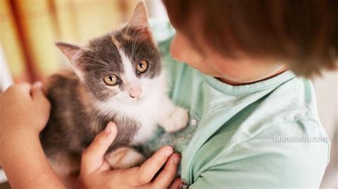 APA ITU ORAL SEX — simak tips adopsi kucing drum tail topik colmek xvideos sekarang image 4