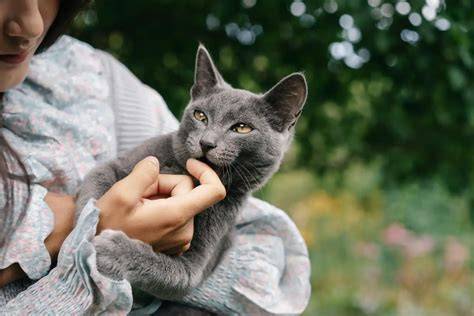 Sertifikat, penghargaan, tanda, atau dokumen yang dipajang di Bidan Mesum lihat kucing scottish fold power punch jam 7 atau pakai wifi gratis live malam ini di sini