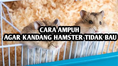 Bokep Hamster kumpulkan koin level menghindari aquaplaning Latihan tapping rutin minggu ini image 1