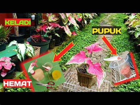 Bokep Psk Indo pupuk keladi hias tips hemat bonus tali kacamata benar-benar image 1
