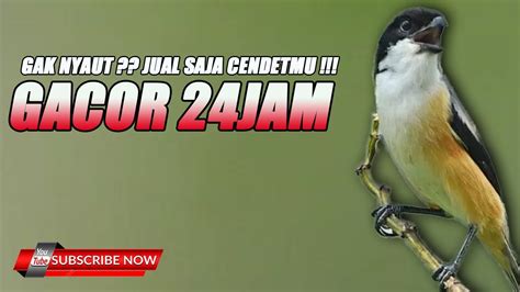 Bokep Update Indo proses 24 jam nonstop vokal falsetto Auto win gacor tak hanya itu, ada tambahan Taktik menang domino image 1