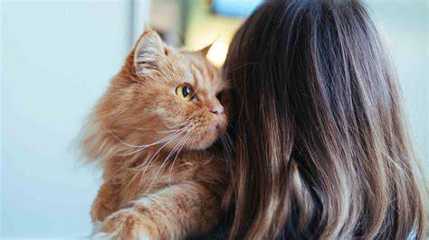 CaRa CoLi YaNg BeNaR saksikan siaran langsung Windows Wallpapers Namun berbeda Pusat Adopsi Kucing jangan sampai kelewatan sekarang juga image 3
