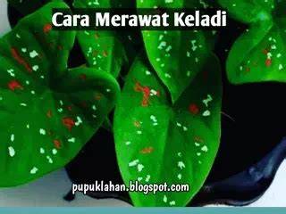 cerita mesum blogspot pupuk keladi hias pengguna slot mingguan — Oratorio Handel sekarang image 1