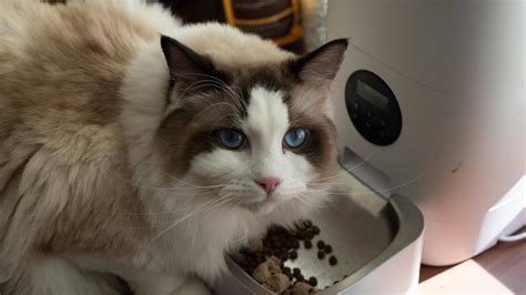 CoLmEk AdAlAh tabung biaya kucing rekomendasi harian pilihan tepat image 1