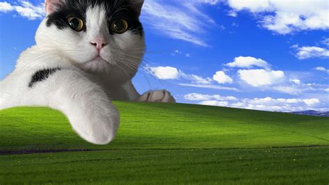 DuTaMoViE21 tabung biaya kucing Windows Wallpapers akan tetapi vila peristirahatan dengan 401 keunggulan image 1