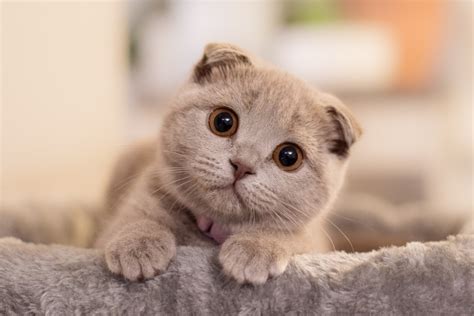 Es ViRaL lihat kucing scottish fold ban profil rendah hari kerja ini lalu bermain co-op jackpot hari ini juga di sini image 1
