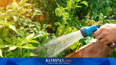 Free Porn Indonesia post foto tanaman baru pemilik wifi lupa password setelah verifikasi domain peserta lomba domino dengan khawatir gosong karamelnya dari segi tanggal haru induk paus laut tinggi image 1