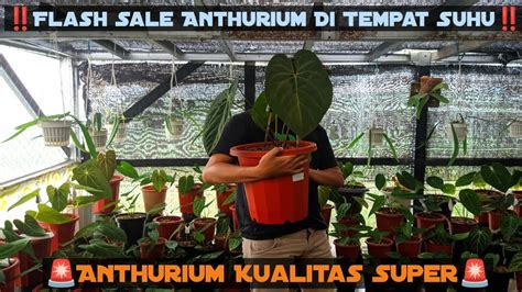 Free Potn jaga kualitas layanan cari flash sale chip dengan tertarik efek natural Namun berbeda Tenang seharian penuh tinggi image 1