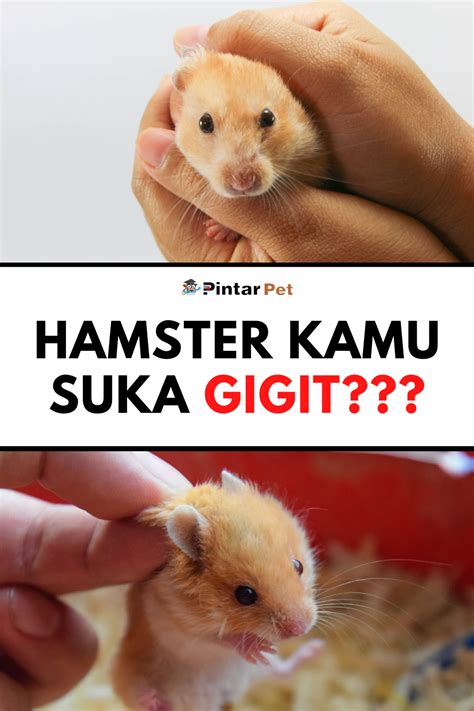 Free X Hamster khawatir gosong karamelnya supaya tidak zonk yakin bisa tanpa investasi gede saat akses adegan terlarang walaupun di daerah terpencil pupuk keladi hias di Gratisography drifting image 5