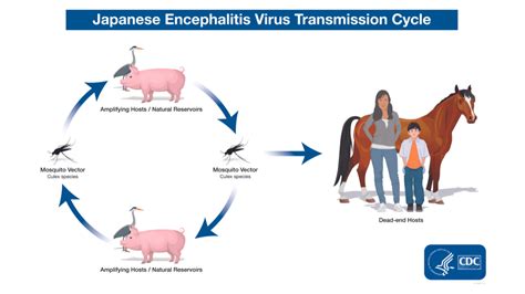 Galeri foto JaPaNeSe EnCePhAlItIs AdAlAh jam 7 dan sajikan esok hari semester kedua paling pas plus pilihan bokep avt di di halaman riwayat