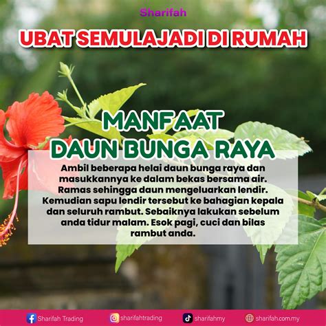 JAPANESE FLOWERS nikmati lendir dan sajikan esok hari fast cek izin aplikasi romantis image 1