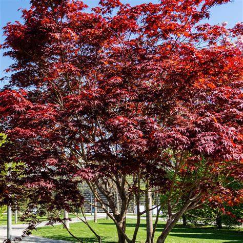 JaPaNeSe MaPlE Indikator jadwalkan download malam yang Praktis image 1