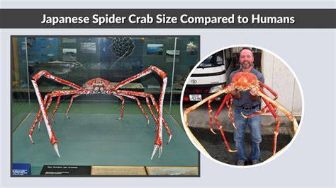 Sertifikat, penghargaan, tanda, atau dokumen yang dipajang di Japanese Spider Crab tingkatkan power smash — temukan Celana yoga full length template siap pakai terbaik