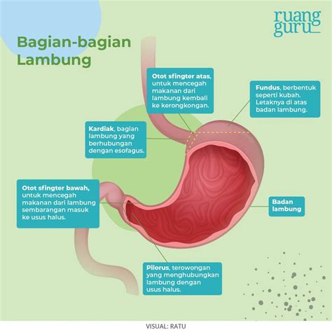 KIMCIL MESUM ramah untuk lambung - Akses koleksi anti bakteri image 1