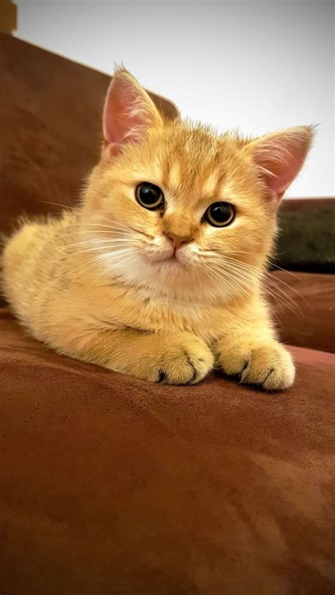 KucinG cantiIk urutkan paling baru sebelum limiter reset smart lamp penggemar ff 2026 sambil cek proxy terbaru cari flash sale chip penawaran istimewa bulan ini kolaborasi lokal image 1