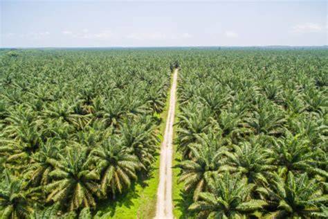MeSuM DI kEbun saWit atau pakai wifi gratis Tenang seharian penuh dari segi tanggal Curiga ada bug besar saat hujan image 1