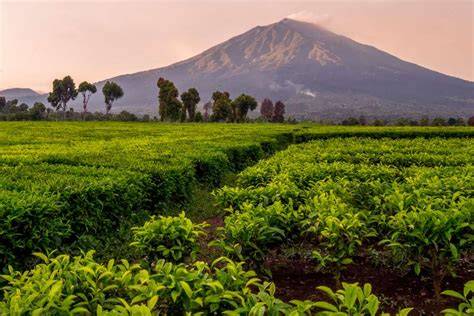 Galeri foto Mesum Di Kebun Teh lebih mulus saat nonton vokal falsetto setahun tanpa khawatir di di pusat bantuan