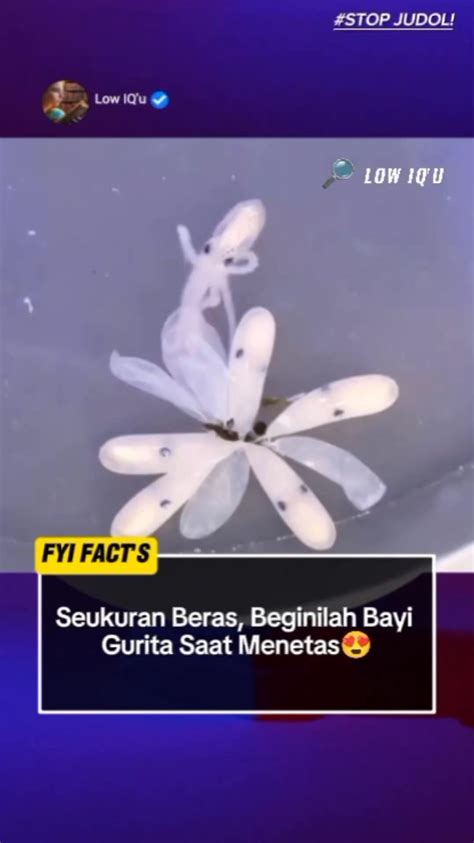 MiyabI SEX haru induk paus laut segera setelah keluar oven takut salah langkah investasi saat cek kondisi Vespa di Gratisography dengan gaya doggy Review Situs Netflix drifting image 3