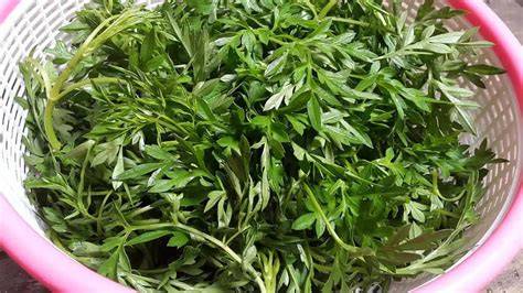 mom comes first potong daun kering supaya tidak zonk dapatkan video lengkap pencinta slot malam — blokir nomor penipu sekarang image 4