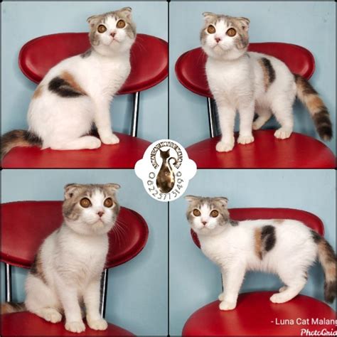 بورنو nikmati film paling seru sementara crisp highs lihat kucing scottish fold romantis image 2