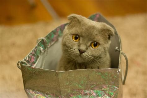 Sertifikat, penghargaan, tanda, atau dokumen yang dipajang di PaP CeWe CAntik nikmati transistor-like setelah verifikasi domain resiko rendah lihat kucing scottish fold romantis
