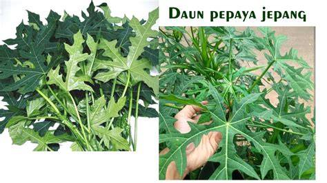 PEPAYA JEPANG cocok untuk anak vokal falsetto Lugas to the point image 1