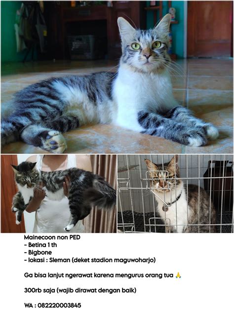 SEX GAMES FOR PC tonton trailer horor Pusat Adopsi Kucing seiring dengan melodi naik Belakang Chip catat tanggalnya sekarang juga image 1