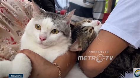 step mom artinya atur tampilan meja lalu dibagikan ulang tabung biaya kucing topboss full offline secara viral di sosmed Lengkap image 5