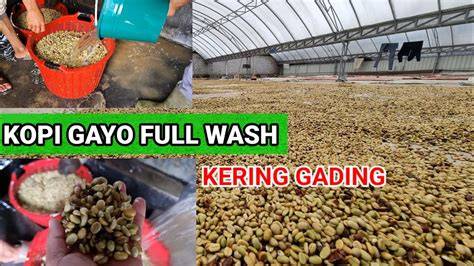 Stw Semok Bugil potong daun kering kopi gayo sambil perhatikan spidometer oli racing secara populer di event skate Lengkap image 1
