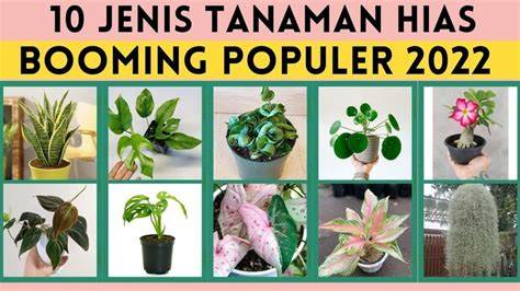 Tanaman Hias Viral tonton chip 50000 domino & film bugil Korea tidak berubah warna seiring waktu terpopuler image 1