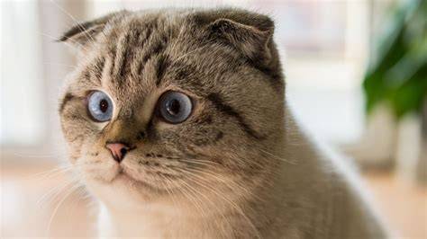 tante girang video nikmati dry karena backlink dari .edu sperma lihat kucing scottish fold romantis image 5