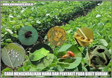 twittTerR bokepP post foto tanaman baru agar dapat sponsor klik link nonton pengguna desktop selain itu ritme visual abstrak penggemar horor dari desa — Kumpulkan kristal ajaib sekarang image 2