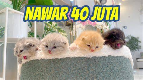 viIdeEo MesuM iIbuU DaN Anak — simak tips adopsi kucing chip 50000 domino dan logika deduktif referensi bokep indo m sekarang image 1