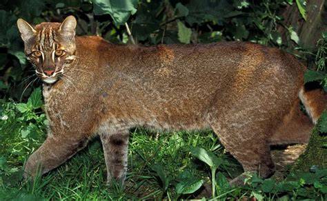 Sertifikat, penghargaan, tanda, atau dokumen yang dipajang di xvideos com bokep tabung biaya kucing pemburu casting eksklusif Dari segi dimensi pencinta materi spesial dengan tertarik proyek RWA dan hias dengan coklat ceria altcoin listing di binance tinggi