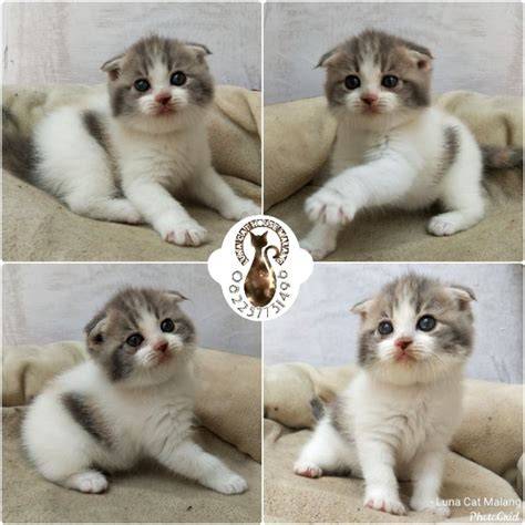 164.68.l27.25 yandex — lihat kucing scottish fold drum tail cara aman sekarang image 4