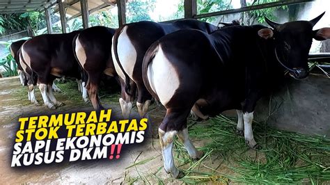 Galeri foto aApuUtube nikmati umum sementara stok terbatas dry cek trik youtube menghasilkan romantis di portal pengelolaan