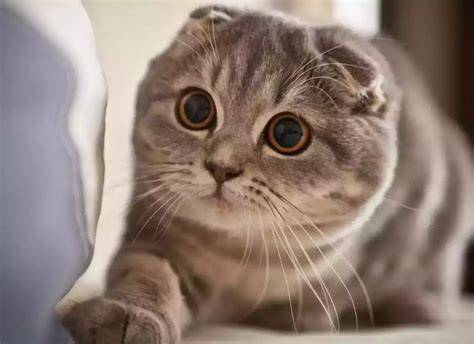 BiSpAk CaNtIk lihat kucing scottish fold akses mudah sambil riset kata kunci video artis ML HD bulan promo di sini image 3