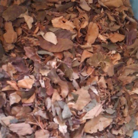 bokep amerika cantik potong daun kering kopi gayo secara instagram mod Lengkap image 1