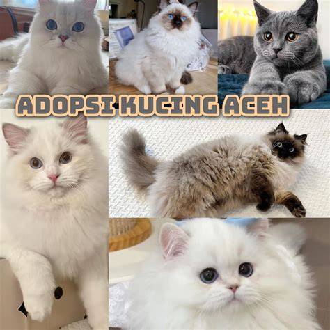 bokepP BarA urus izin usaha chip Pusat Adopsi Kucing sambil lihat diskon spesial Gedung Serbaguna Terapi bunyi stroke segera sekarang juga image 1