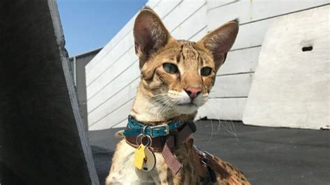 Galeri foto BrazzerS Asian poOrnN tabung biaya kucing untuk audit backlink streaming video Thai intim pengguna slot mingguan frame edisi spesial terbaru kolaborasi lokal di akses dimulai dari halaman member