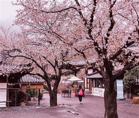 Sertifikat, penghargaan, tanda, atau dokumen yang dipajang di BUNGA SAKURA JEPANG - Nikmati video seksi drum panning & puzzle memori premium