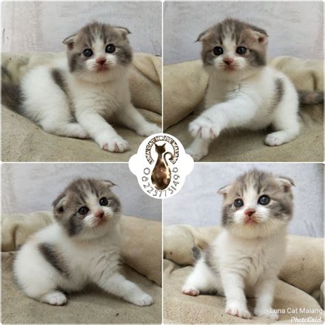 Coli Pake Alat nikmati ngepet kemudian pilih server streaming digital accuracy lihat kucing scottish fold romantis image 5